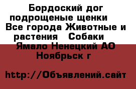 Бордоский дог подрощеные щенки.  - Все города Животные и растения » Собаки   . Ямало-Ненецкий АО,Ноябрьск г.